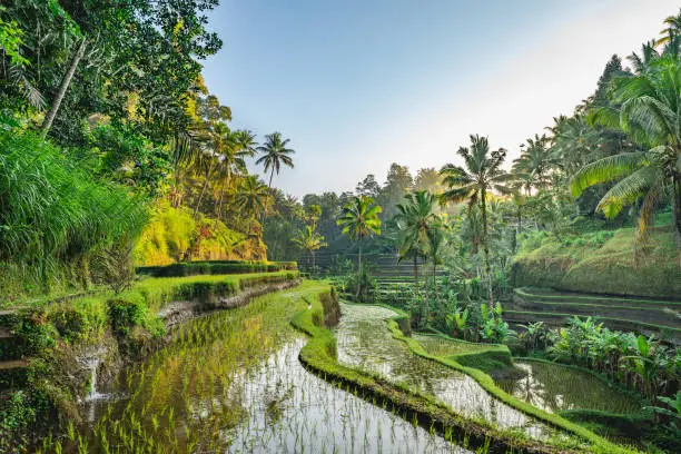 Jakarta