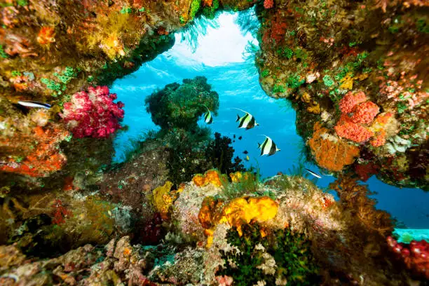 Raja Ampat Coral Reef